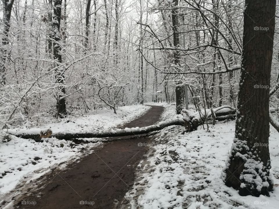 Snow in forest