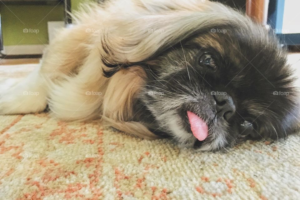 Pekingese lounging 