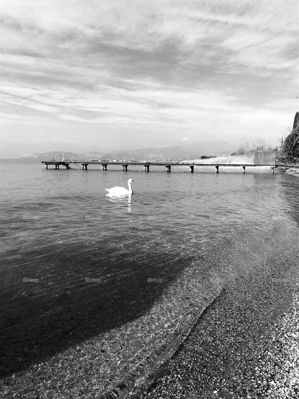 Swan-Garda Lake-Italy 