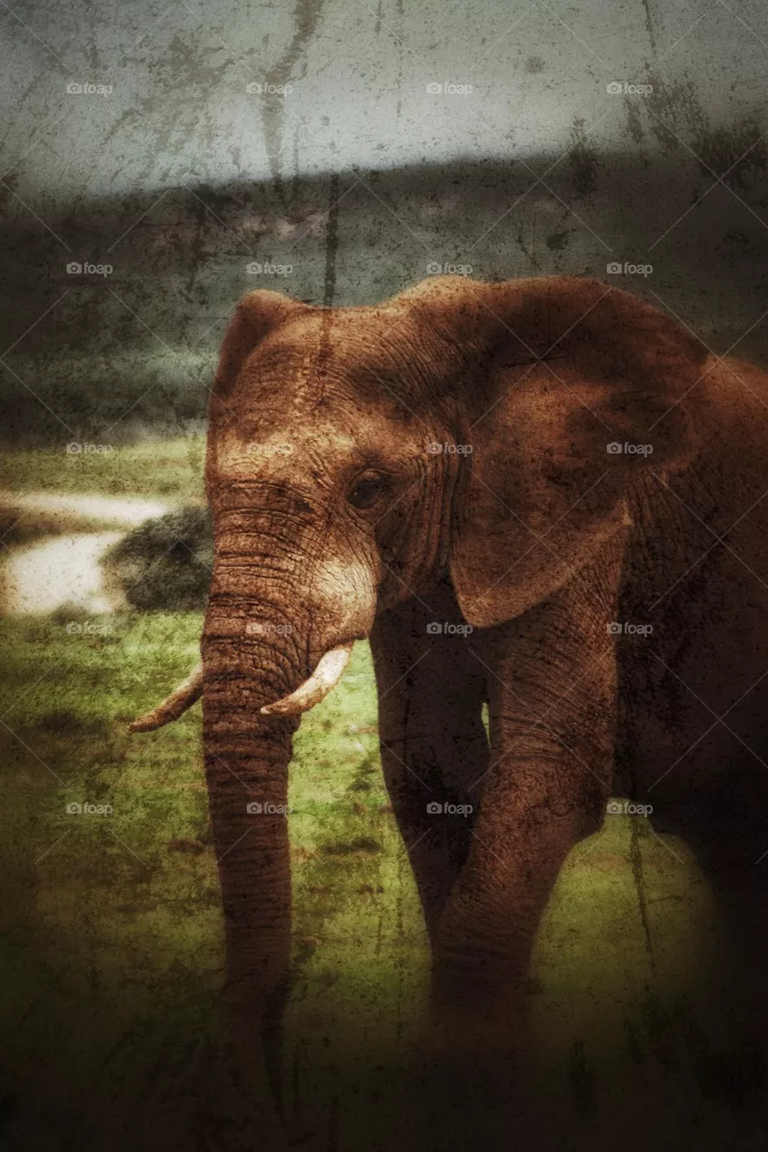 Elephants the gentle giant's.
