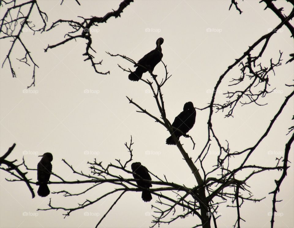 Cormorans in the Lithuania Neringa