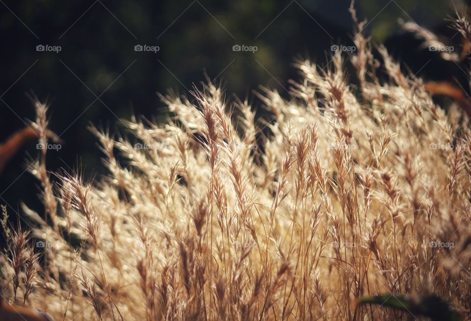 long dry grass and reflection of sunrise