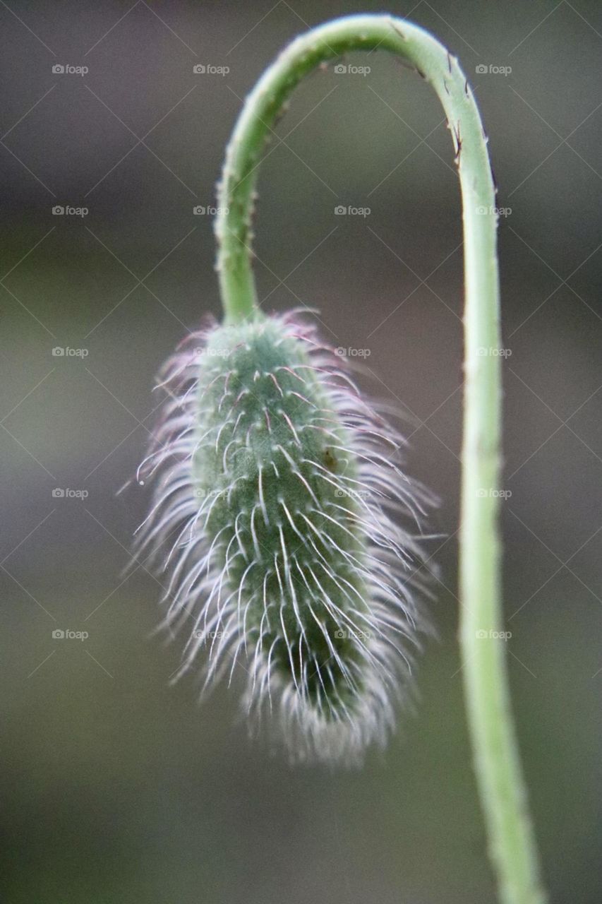 Poppy bud