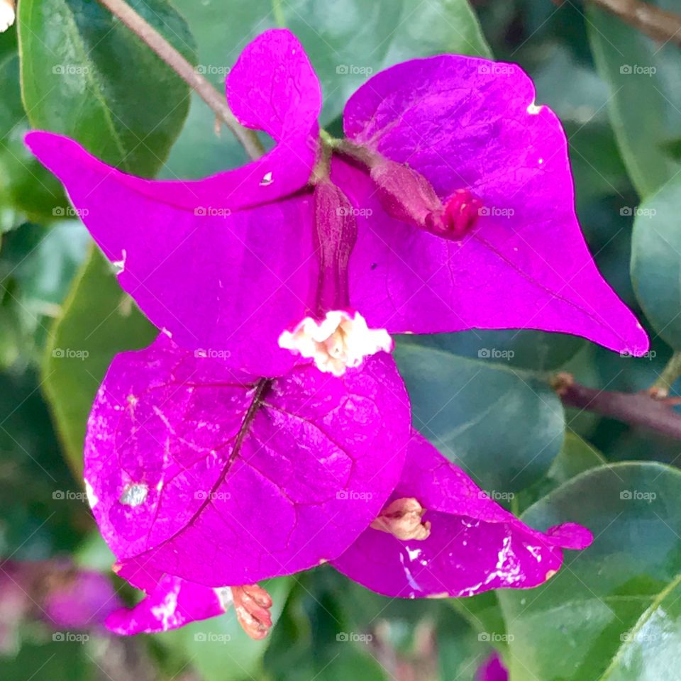 Flower 