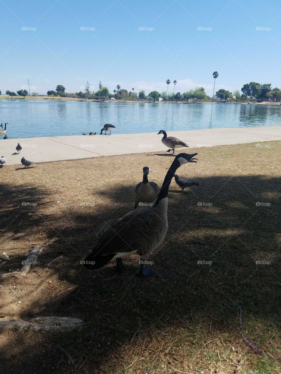 park geese