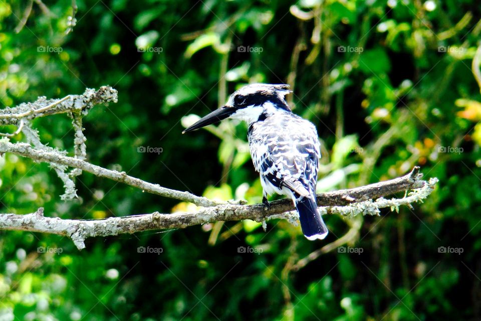 Pied kingfisher on a tree branch
