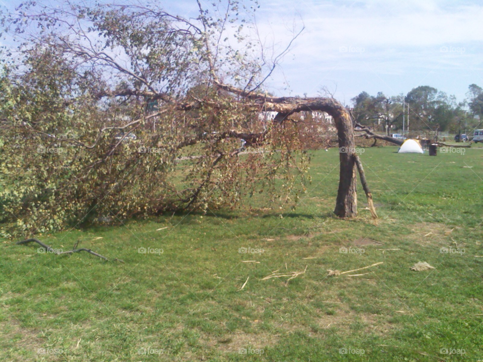 tree tornado amazing hurricane by michaella