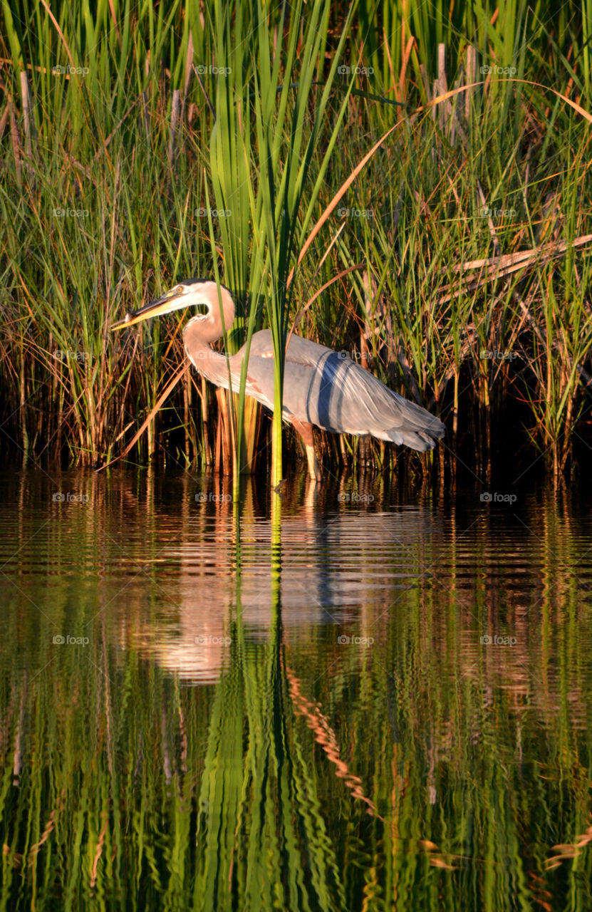 Autumn Rain Reflection ! Great Blue Heron on the hunt!