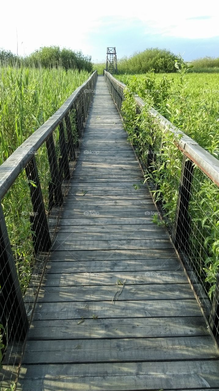bridge across swamp
