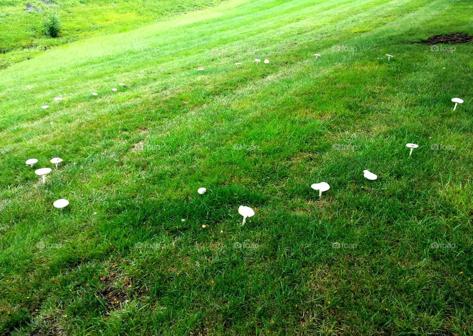 fairy circle