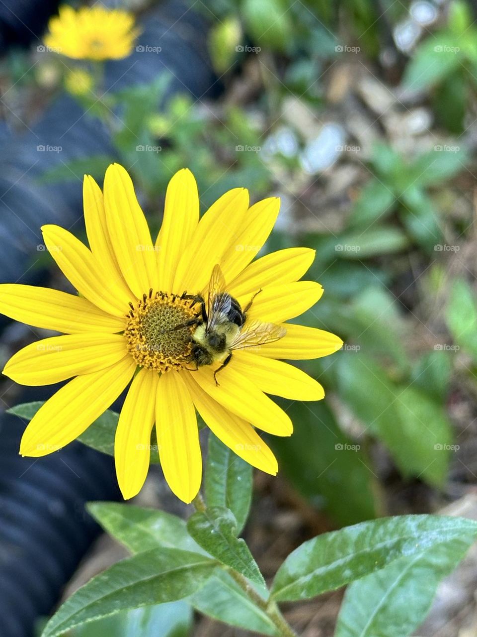 Honey bee on a swamp daisy blossom. The worker bees are about ½ inch long, yellow and black in color and are covered by numerous hairs on their bodies.