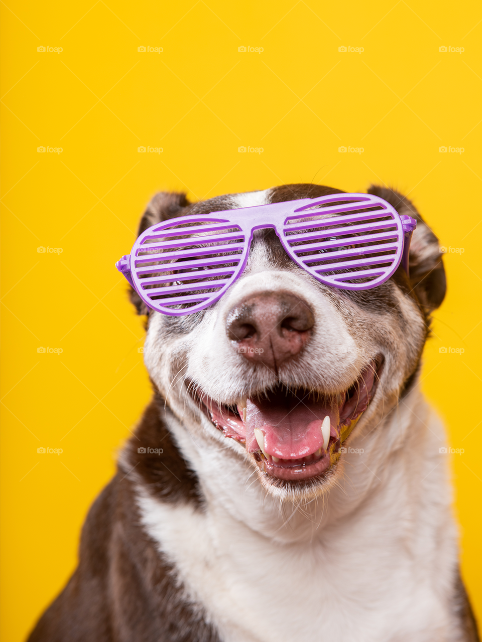 Dog with purple glasses - studio