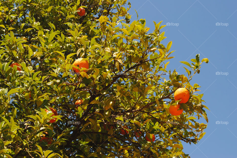 Orange Tree in Portugal