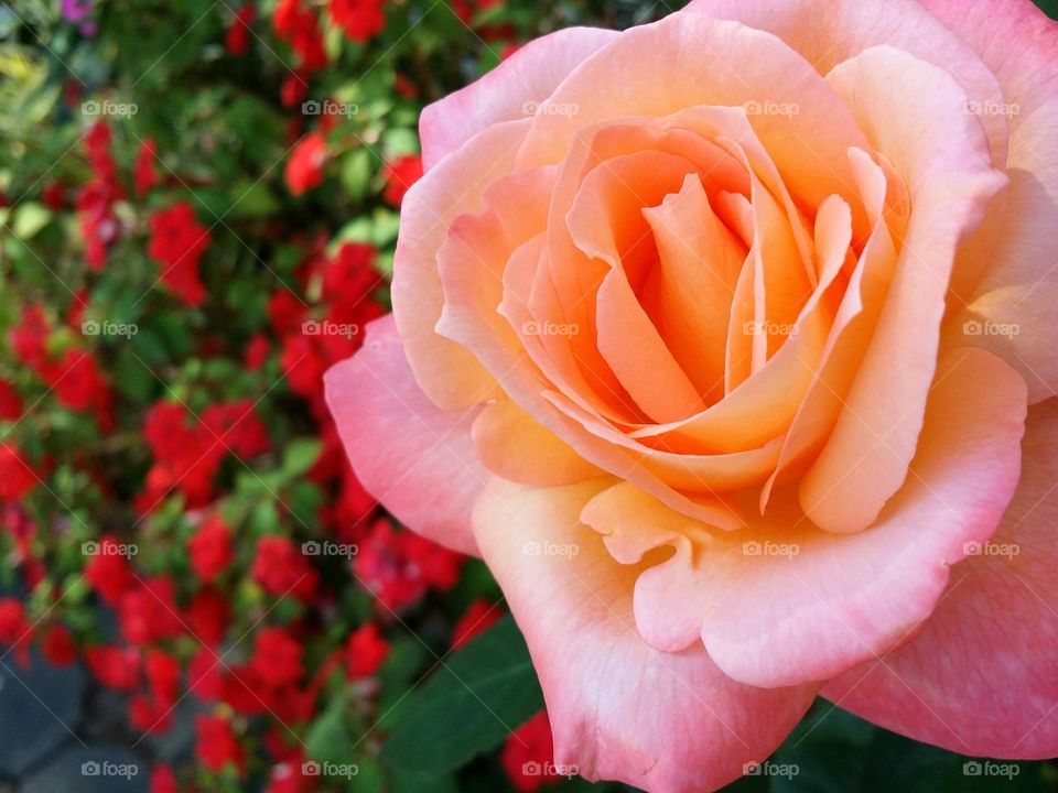 Beautiful rose blooming.