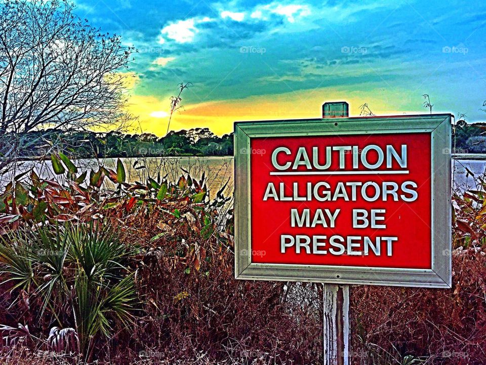 Caution alligators 