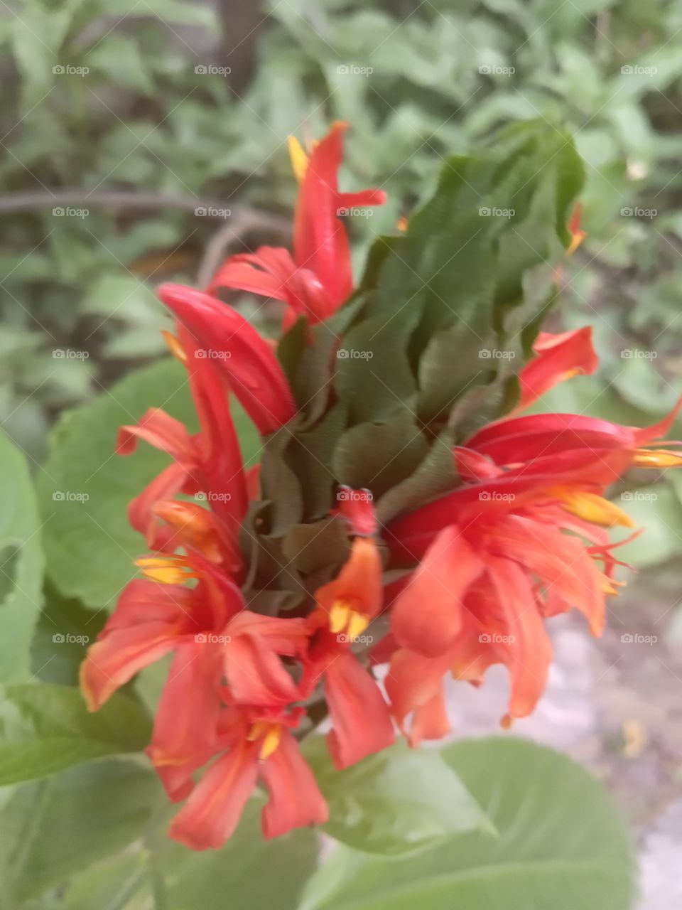pachystachy flower