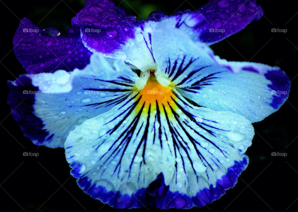 garden yellow flower blue by cataana
