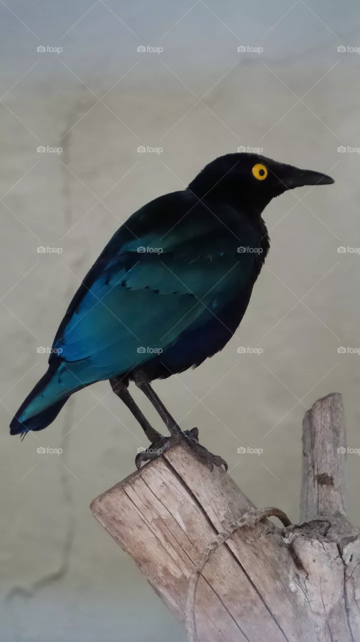 bird