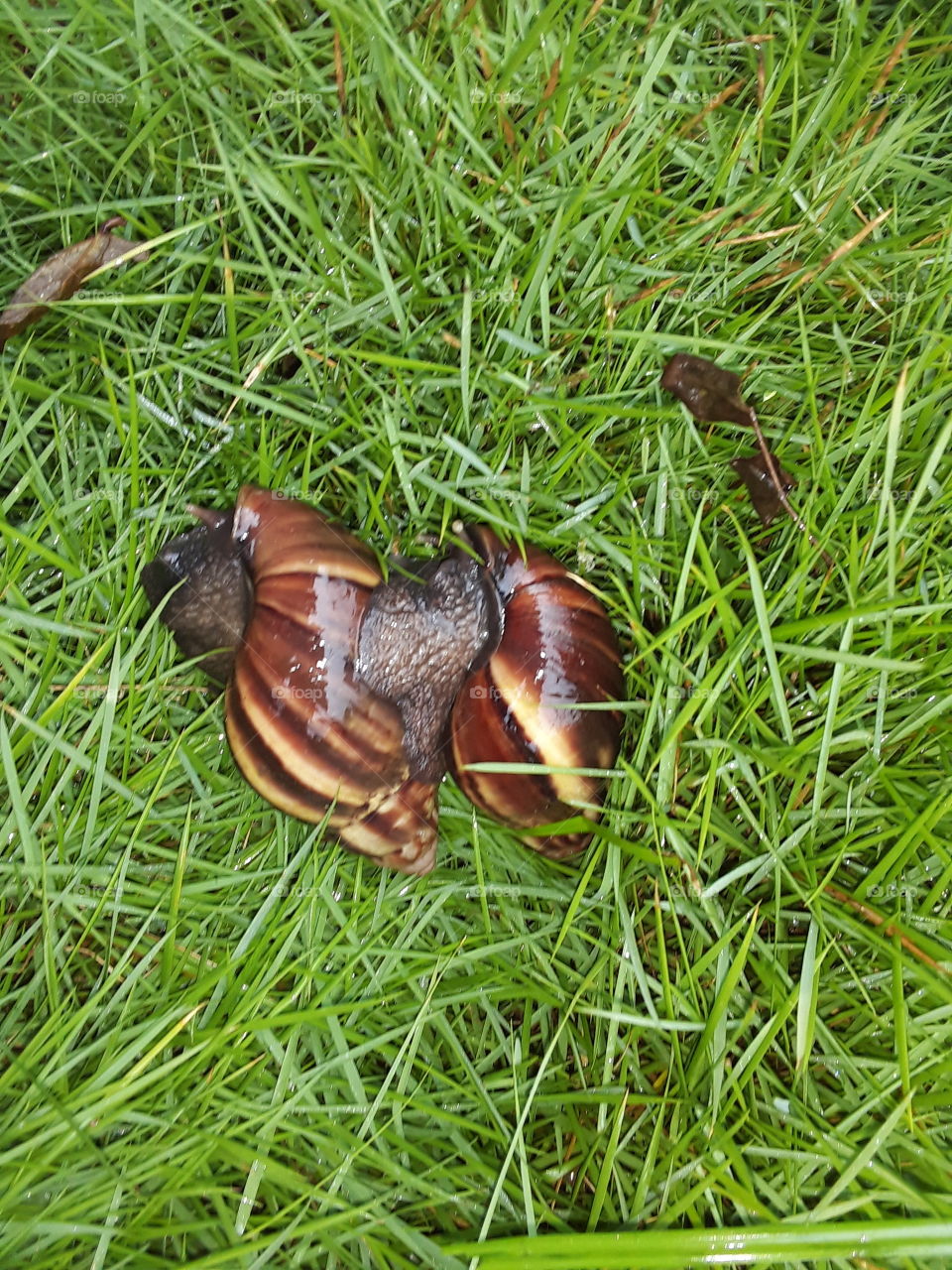 garden snail, cornu aspersum, known by the common name garden snail.,is a species of land snail.
scientific name:cornu aspersum
higher classification:helix 
speed:0.047km/h 
family:helicidae 
kingdom:animalia
clutch size:80