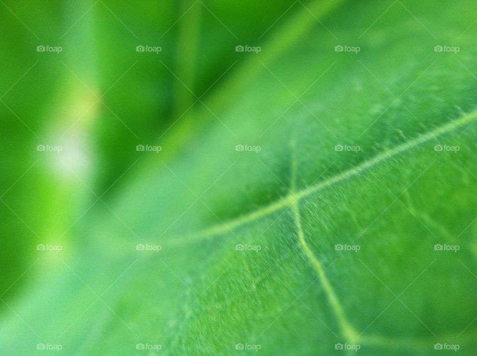 Closeup of a leaf