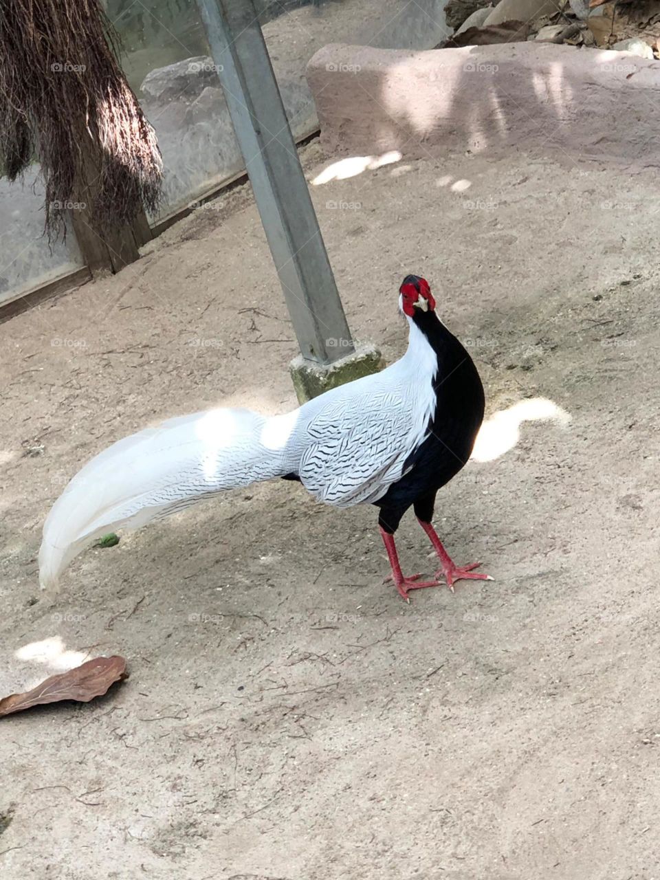 Black and white rooster