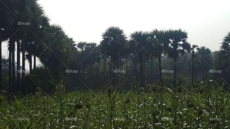 morning clicks on natural photo