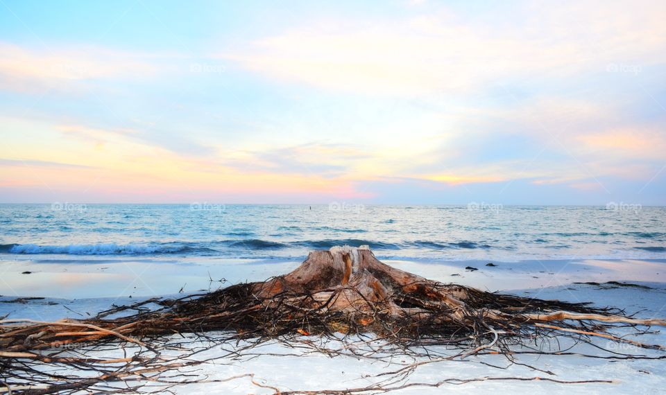 High angle view of tree trump on beach