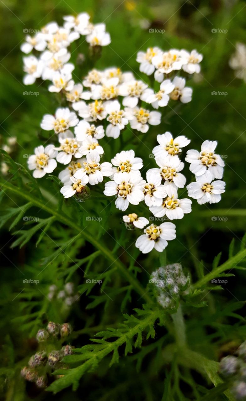 Close-up photo of white flowers