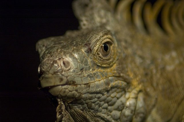 Green iguana