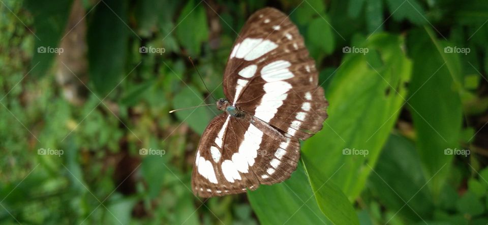 A small butterfly perched on a green leaf