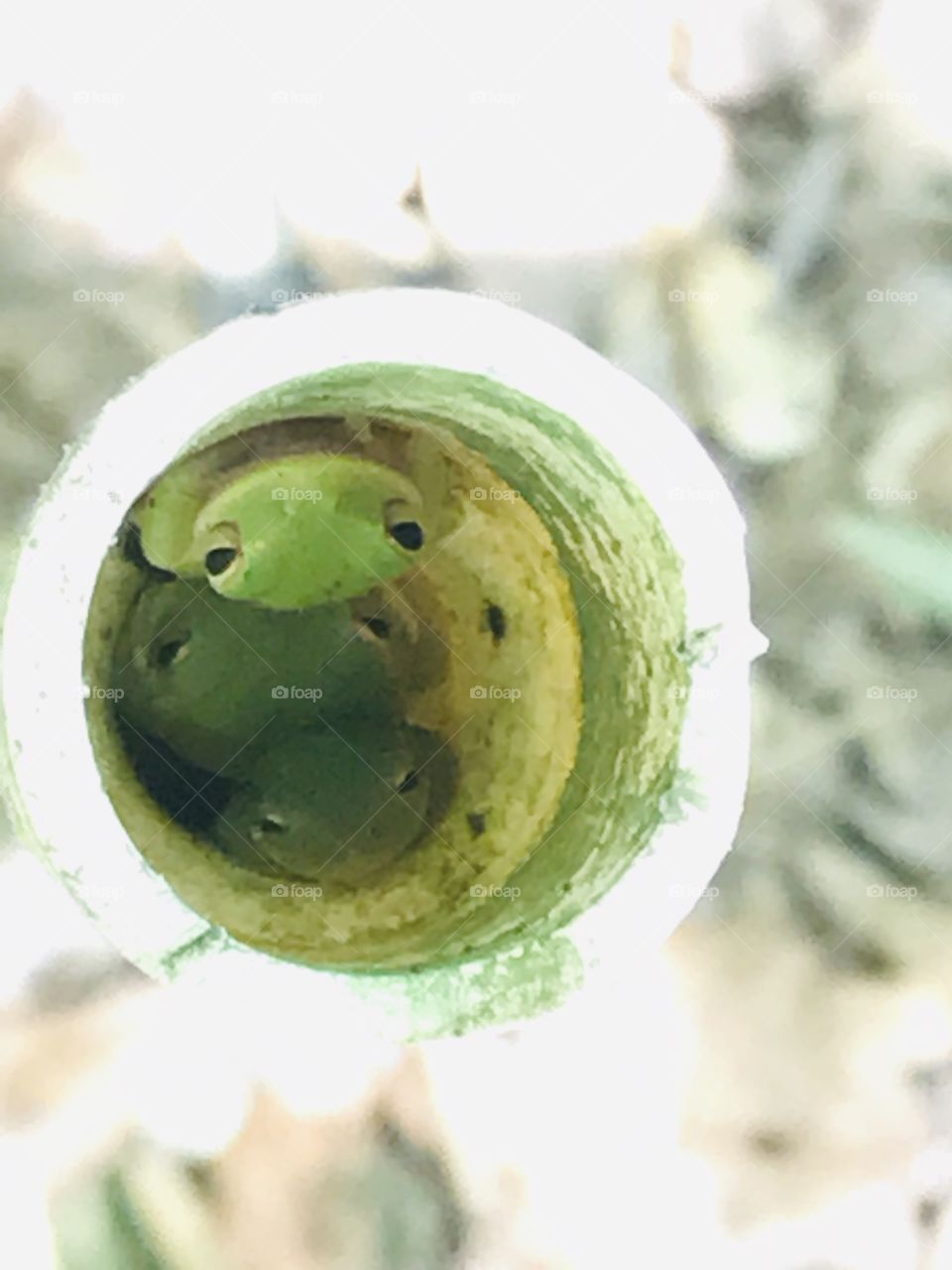 Little green frogs found hiding in a circle in the form of a pvc pipe in the woods of South Georgia. 