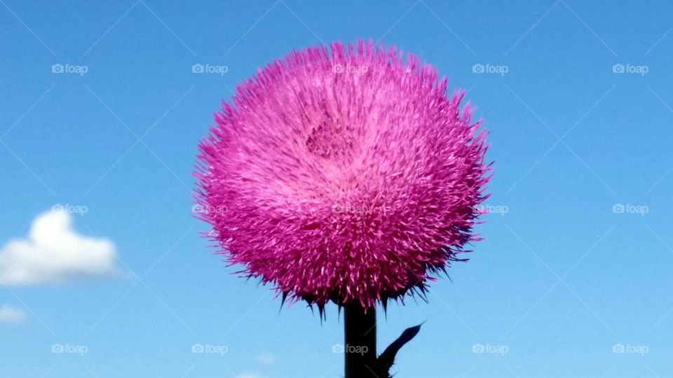 wildflower  Colorado