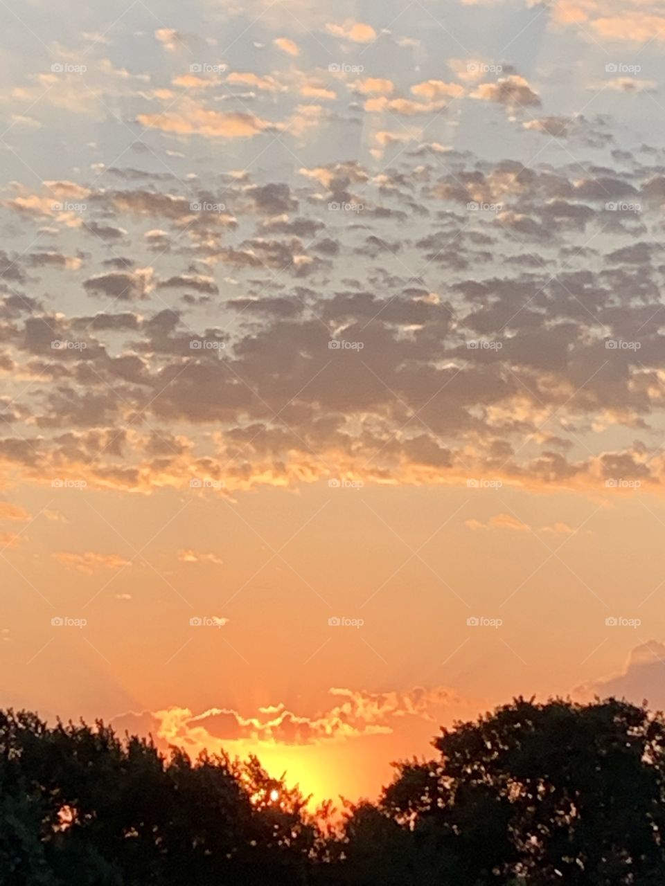 Striated popcorn clouds in a brilliant orange sky above the visible rays of a blazing sun and silhouetted treetops - portrait