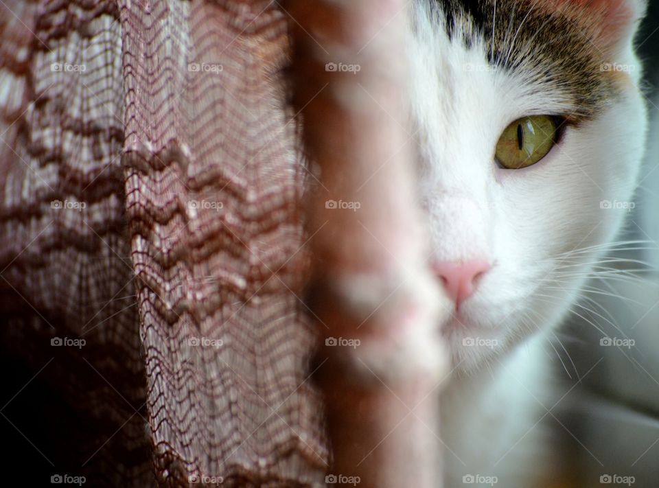 Cat standing behind curtain