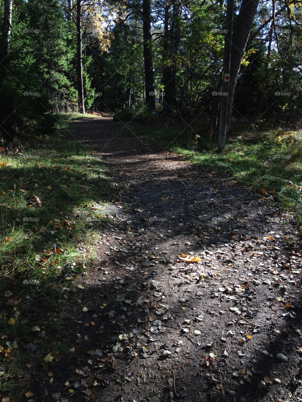 sweden forest autumn path by jonekl