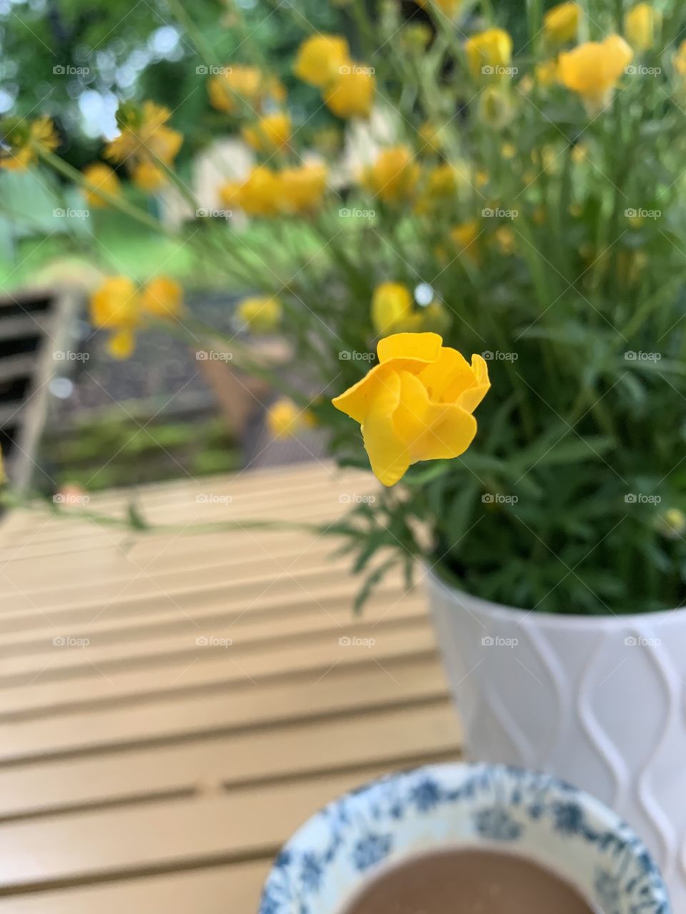 A poke of brightness to accompany a cup of happiness.