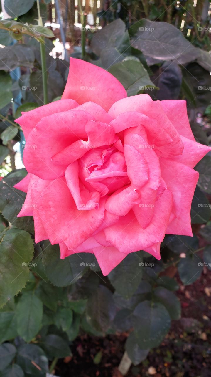 Bright pink rose