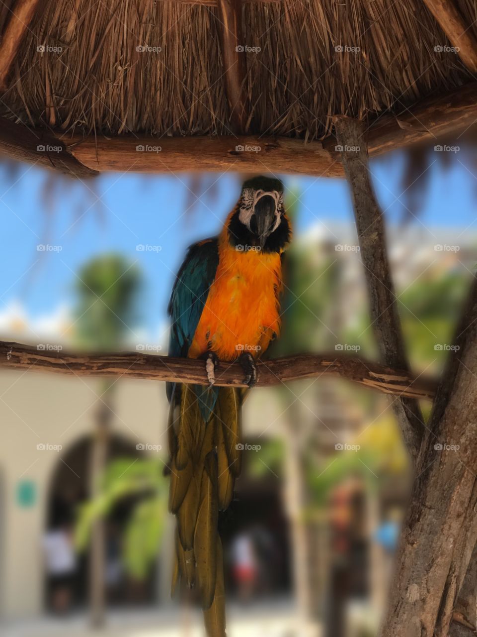 Parrot portrait 