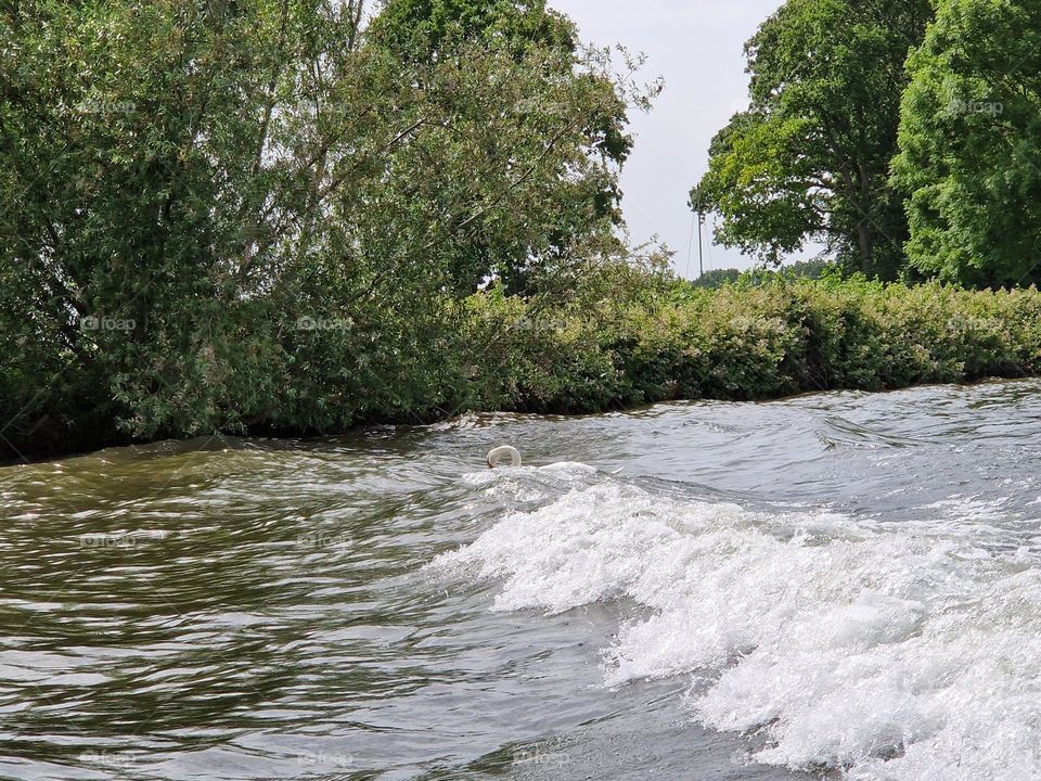 Swan enjoys the wave the Netherlands