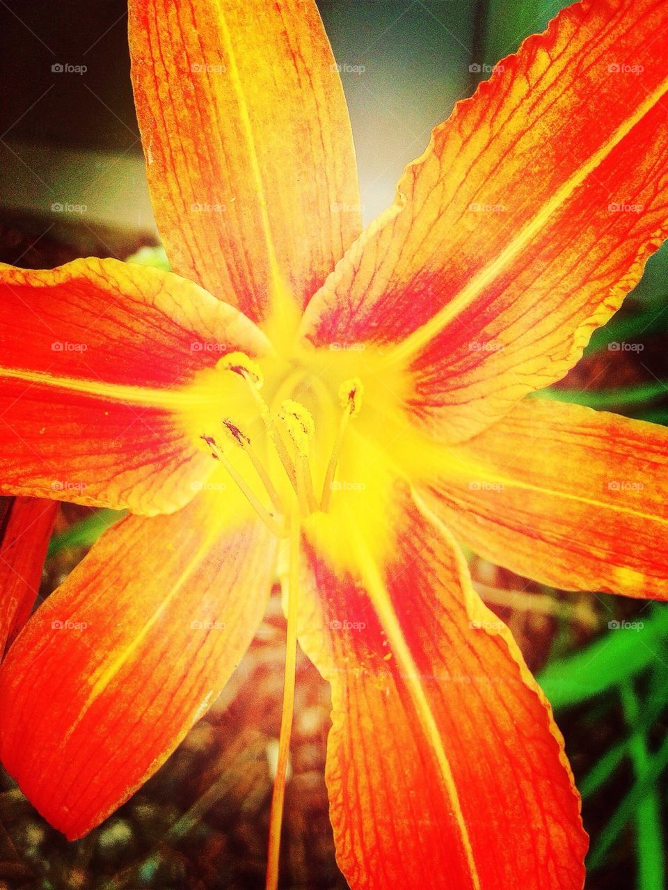 Daylily