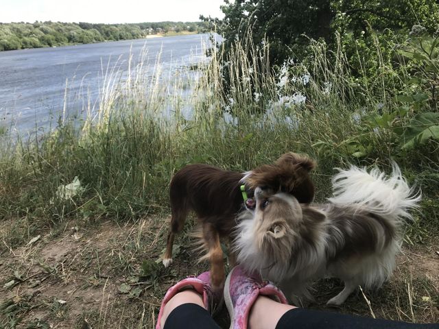 Dogs Playing 
