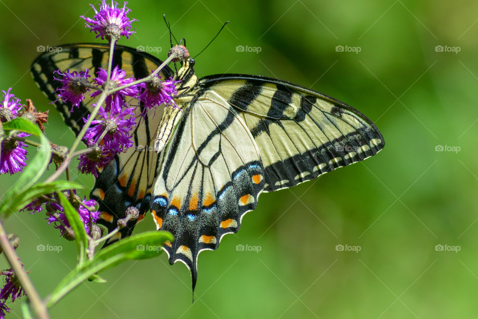 butterfly in the park