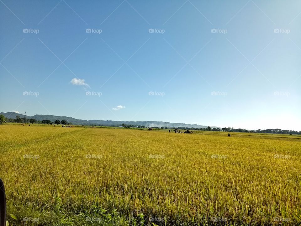 Ricefields