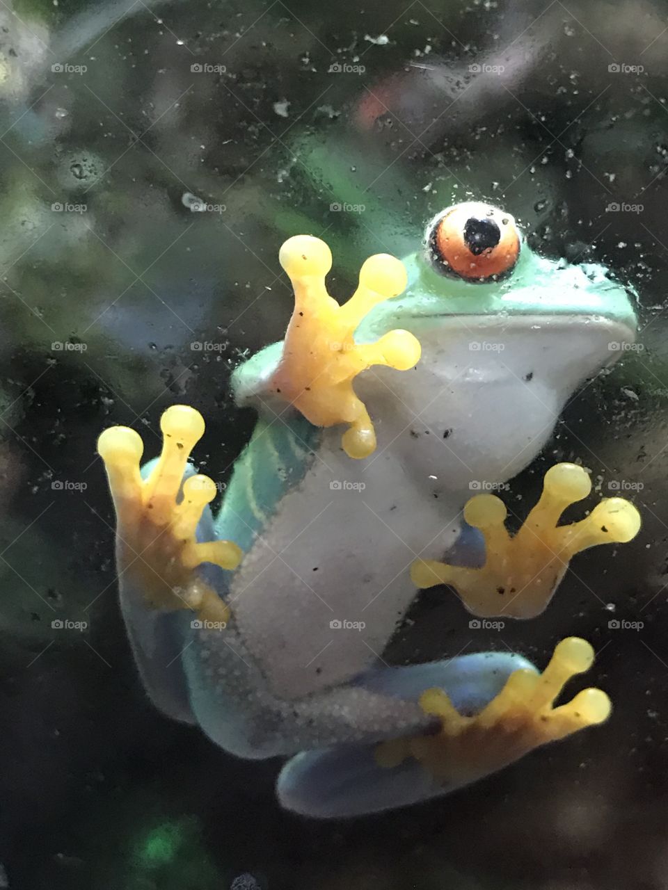 I see you Mr Frog
