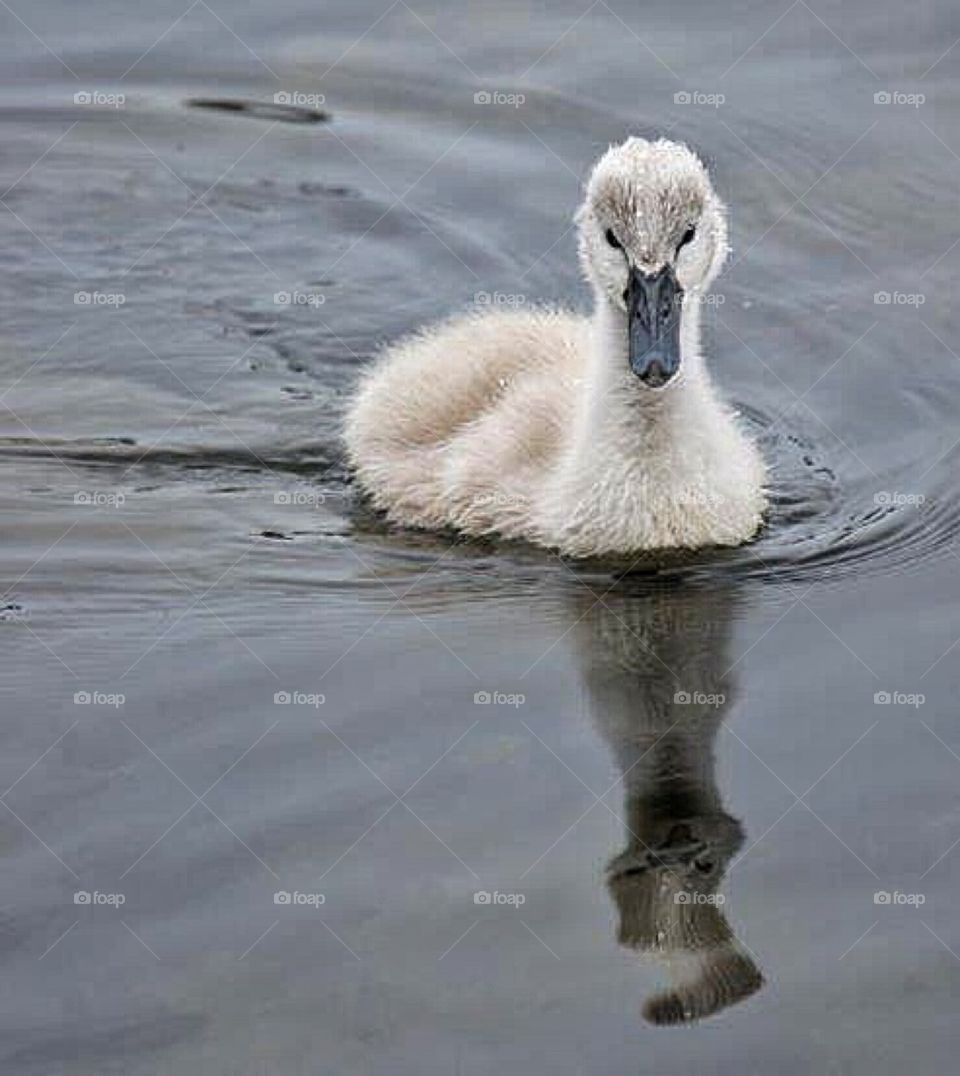 Cygnet in reflection 