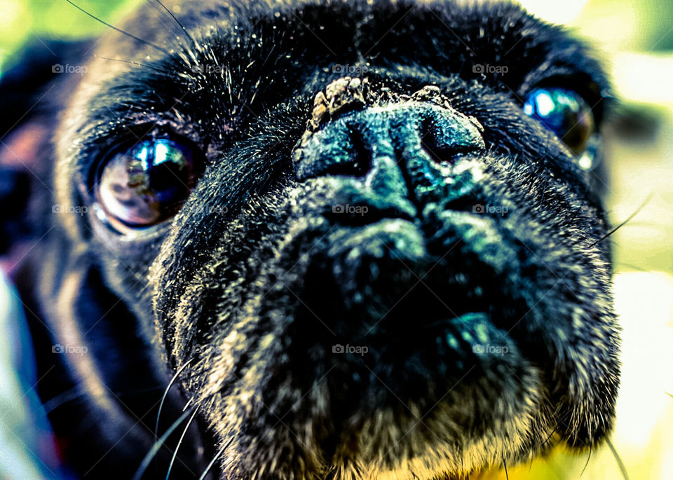 pug up close