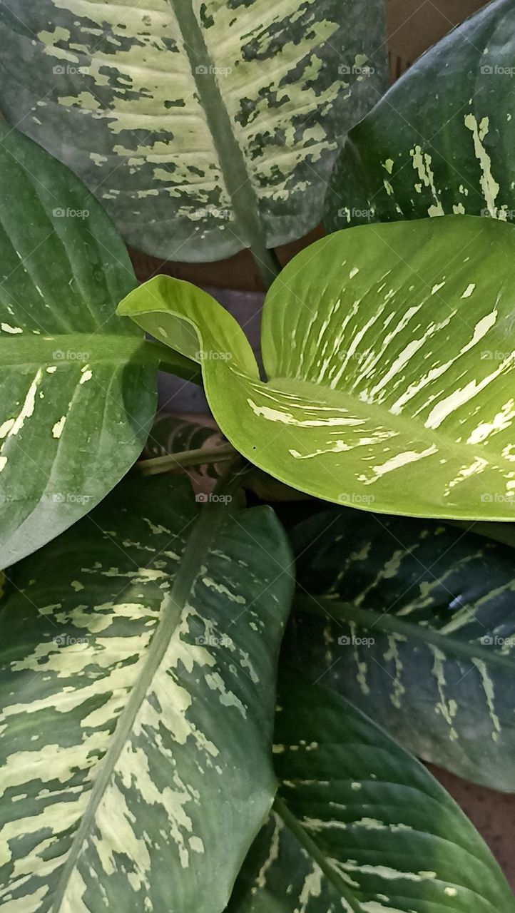 green lea in its shades