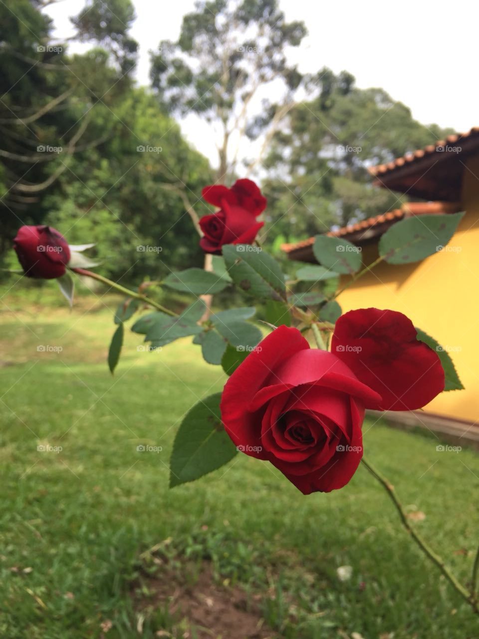 Roseira no quintal da roça. Red rose. Rosa vermelha.