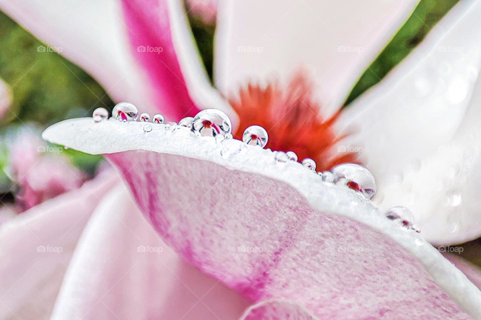 Orchid Reflection in Raindrops