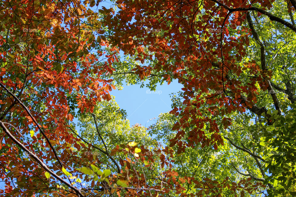 Low angle view of autumn tree